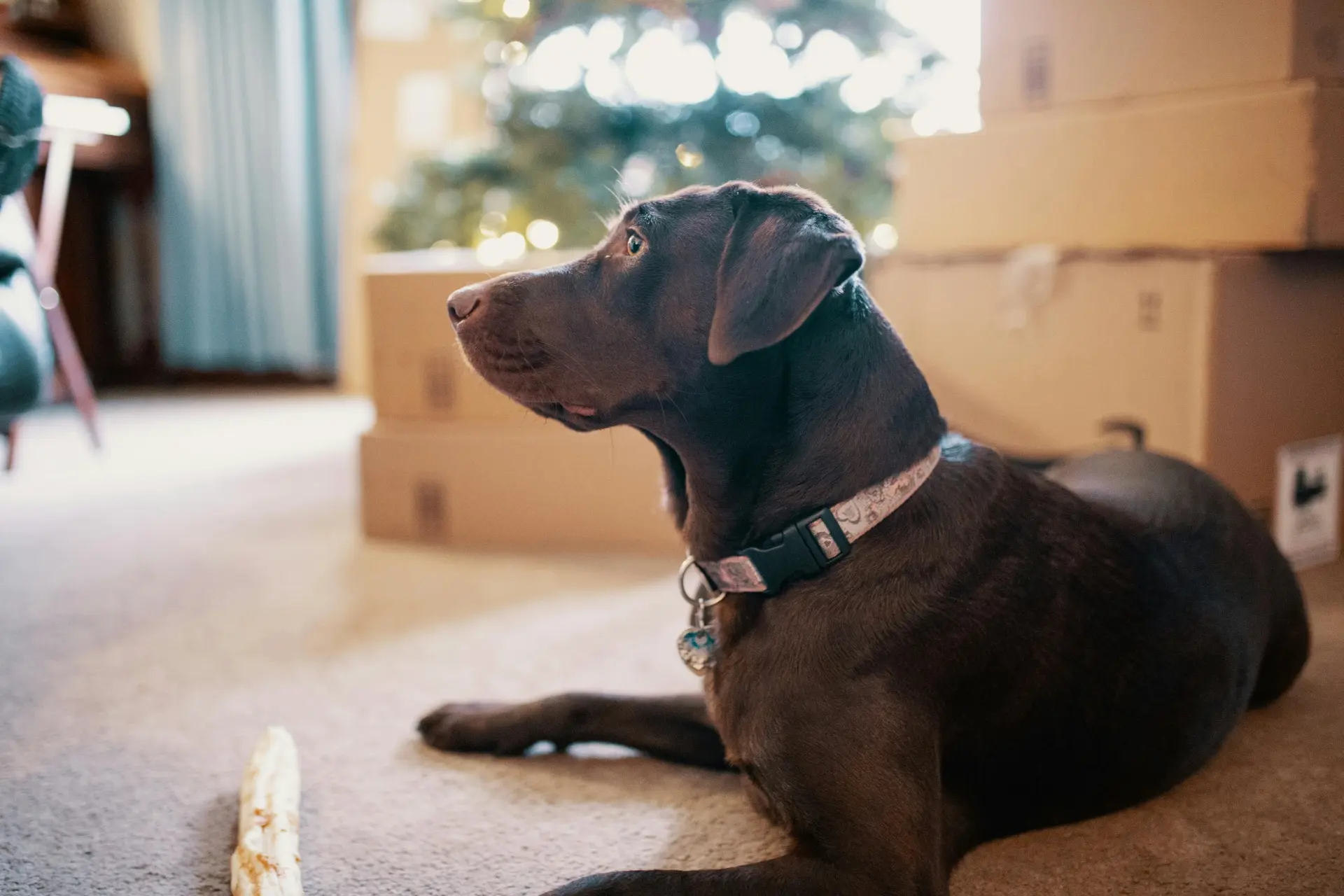 custom collars for dogs
